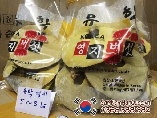 Nấm linh chi vàng Hàn Quốc Uhak loại 1 cao cấp chính hãng