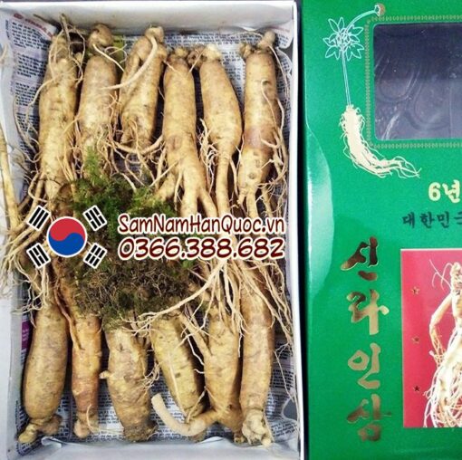 Nhân sâm tươi Hàn Quốc 11 12 củ 1kg