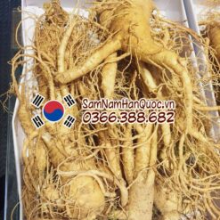 Nhân sâm tươi Hàn Quốc 6 củ 1kg