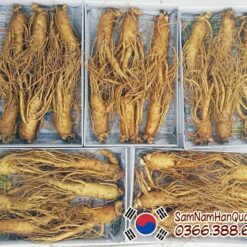Sâm tươi Hàn Quốc 6 củ 1kg