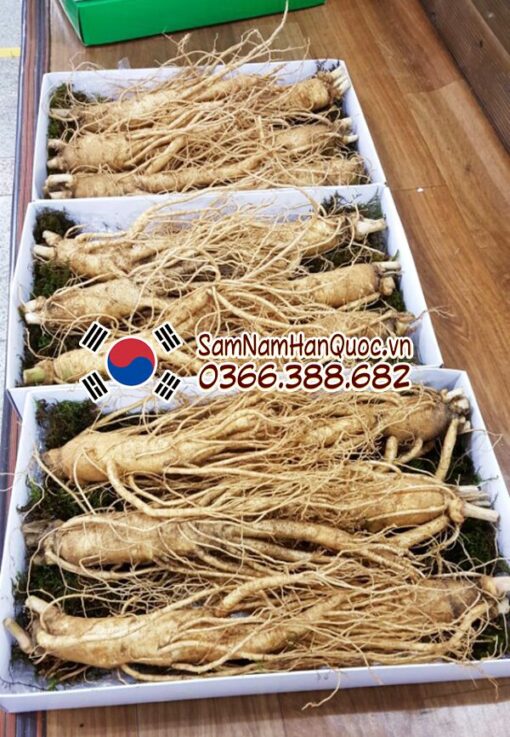 Sâm tươi Hàn Quốc 6 củ 1kg