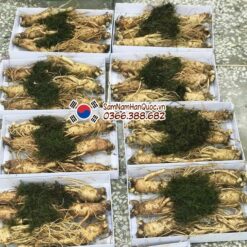 Nhân sâm tươi Hàn Quốc 6 củ 1kg