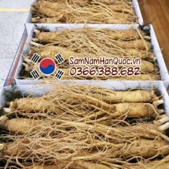 Nhân sâm tươi Hàn Quốc 9 10 củ 1kg 6 năm tuổi giá rẻ