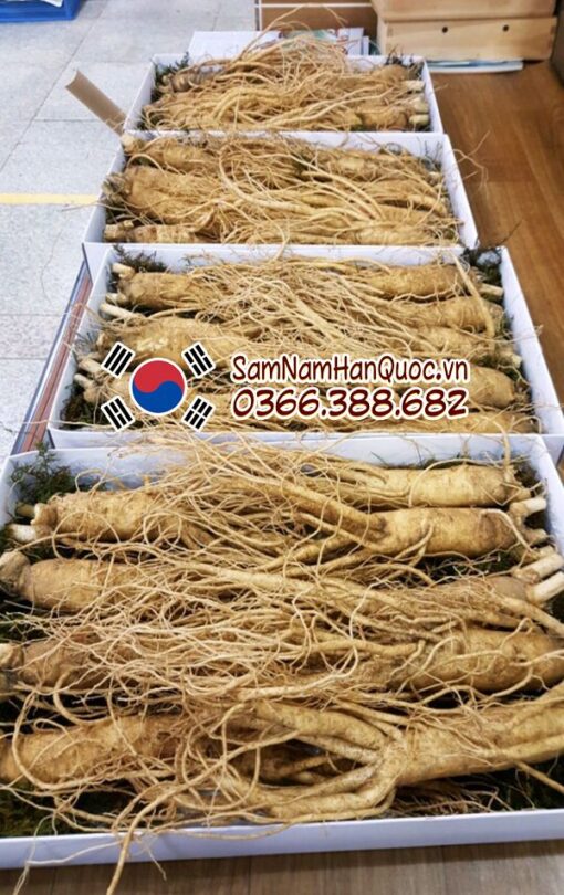 Sâm tươi Hàn Quốc 9 10 củ 1kg