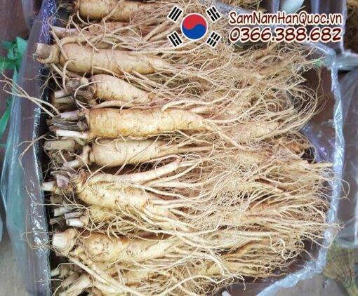 Sâm hầm gà 1kg - Nhân sâm tươi Hàn Quốc làm nguyên liệu hầm gà