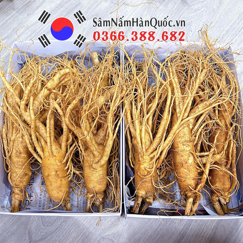 Sâm tươi Hàn Quốc 3 củ 0.5kg