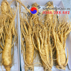 Sâm tươi Hàn Quốc 6 củ 1kg