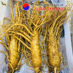 Sâm tươi Hàn Quốc 3 củ 0.5kg