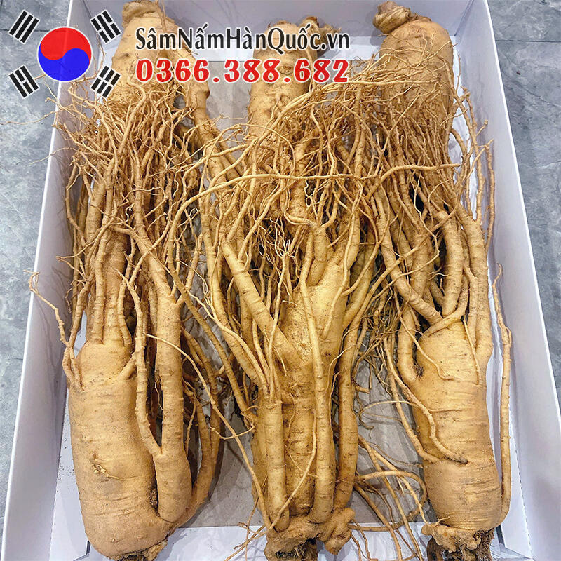 Sâm tươi Hàn Quốc 3 củ 0.5kg