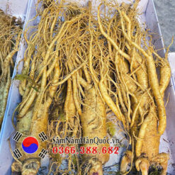 Sâm tươi Hàn Quốc 3 củ 0.5kg