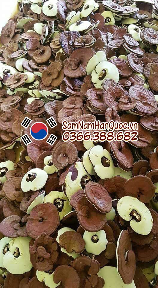 Tham quan nông trại trồng nấm linh chi Hàn Quốc cùng Samnamhanquoc.vn