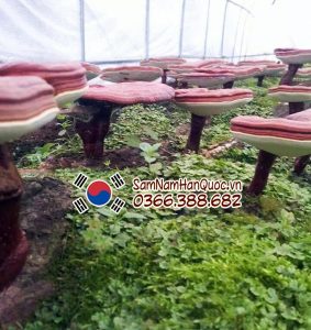 Tham quan nông trại trồng nấm linh chi Hàn Quốc cùng Samnamhanquoc.vn