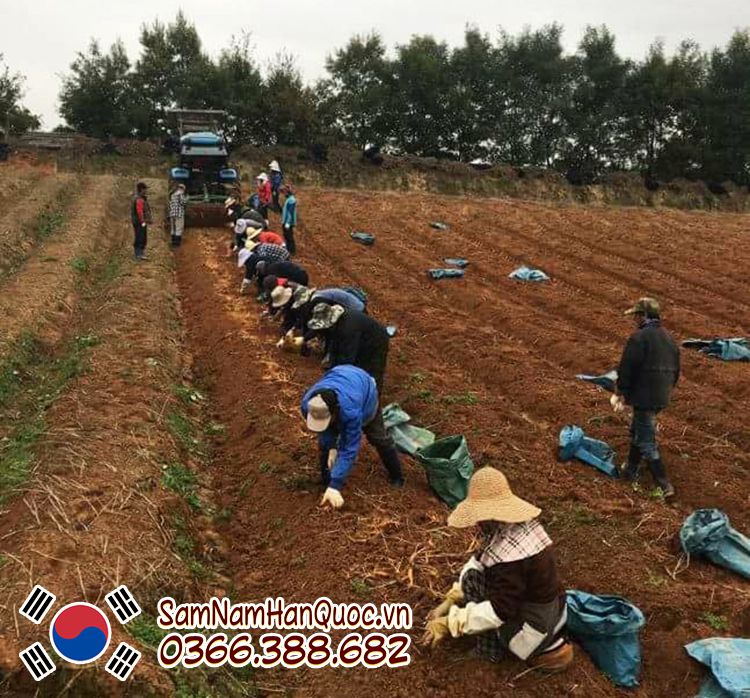 Hình ảnh thực tế tại mùa thu hoạch nhân sâm Hàn Quốc 2023