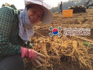Hình ảnh thực tế tại mùa thu hoạch nhân sâm Hàn Quốc 2016