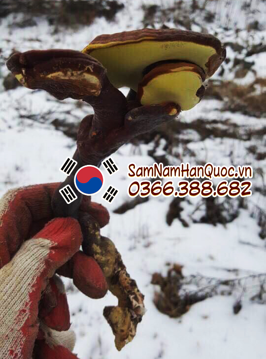 Nấm linh chi núi đá đỏ Hàn Quốc giá rẻ chính hãng