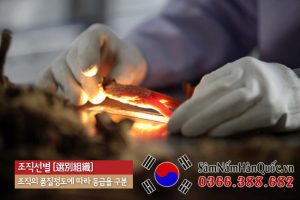 Thiên Sâm Hàn Quốc là gì? Tác dụng, Cách dùng & Giá cả