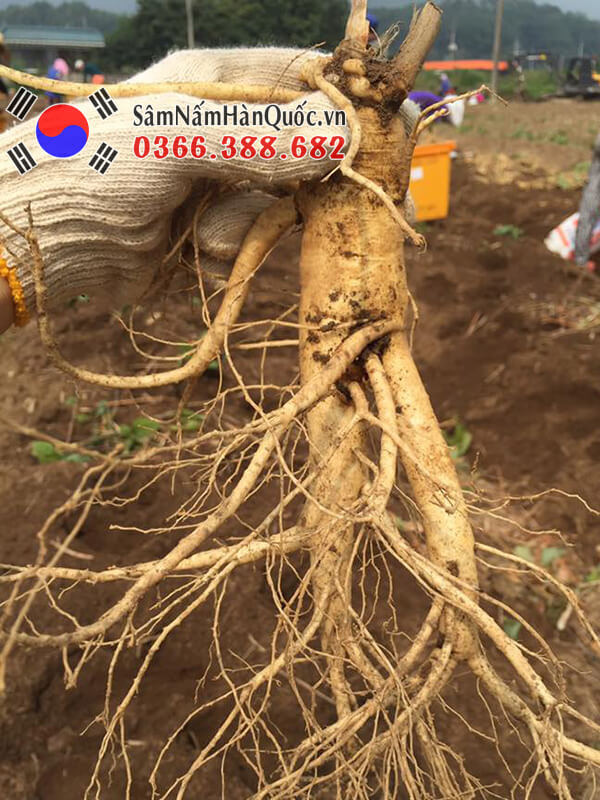 Mùa thu hoạch Nhân sâm tươi Hàn Quốc 2020