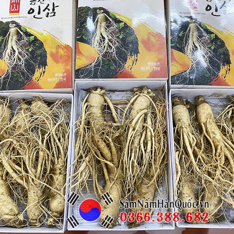 4 Cách Bảo Quản Sâm Tươi Hàn Quốc để được lâu