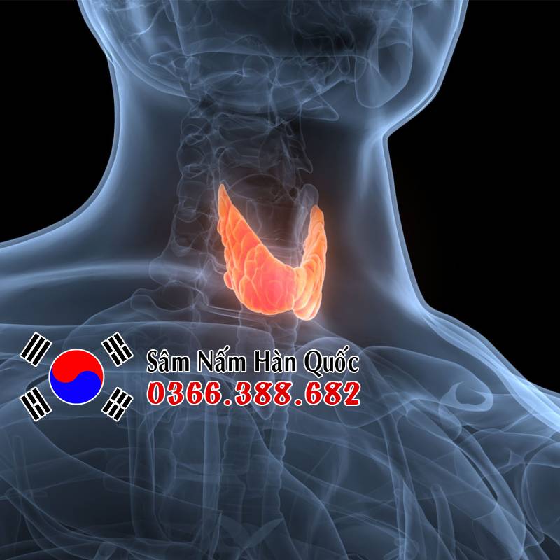 Ung thư tuyến giáp có uống được sâm không?