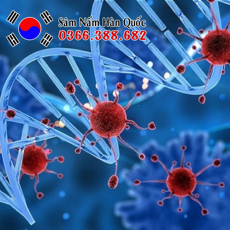 Người bị ung thư có nên uống sâm không?